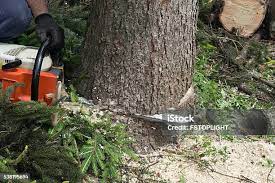 Leaf Removal in Martinsville, NJ
