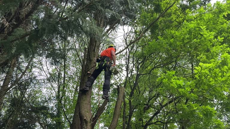How Our Tree Care Process Works  in  Martinsville, NJ