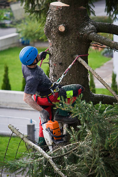 Professional Tree Services in Martinsville, NJ