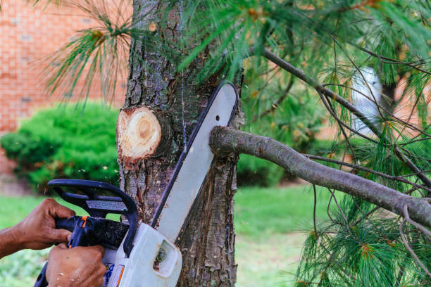 Lawn Pest Prevention in Martinsville, NJ